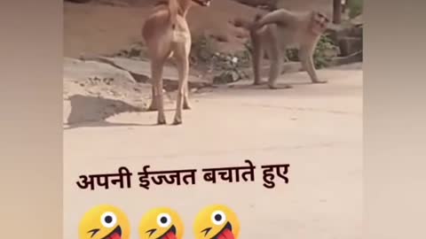 funny video dog & monkey