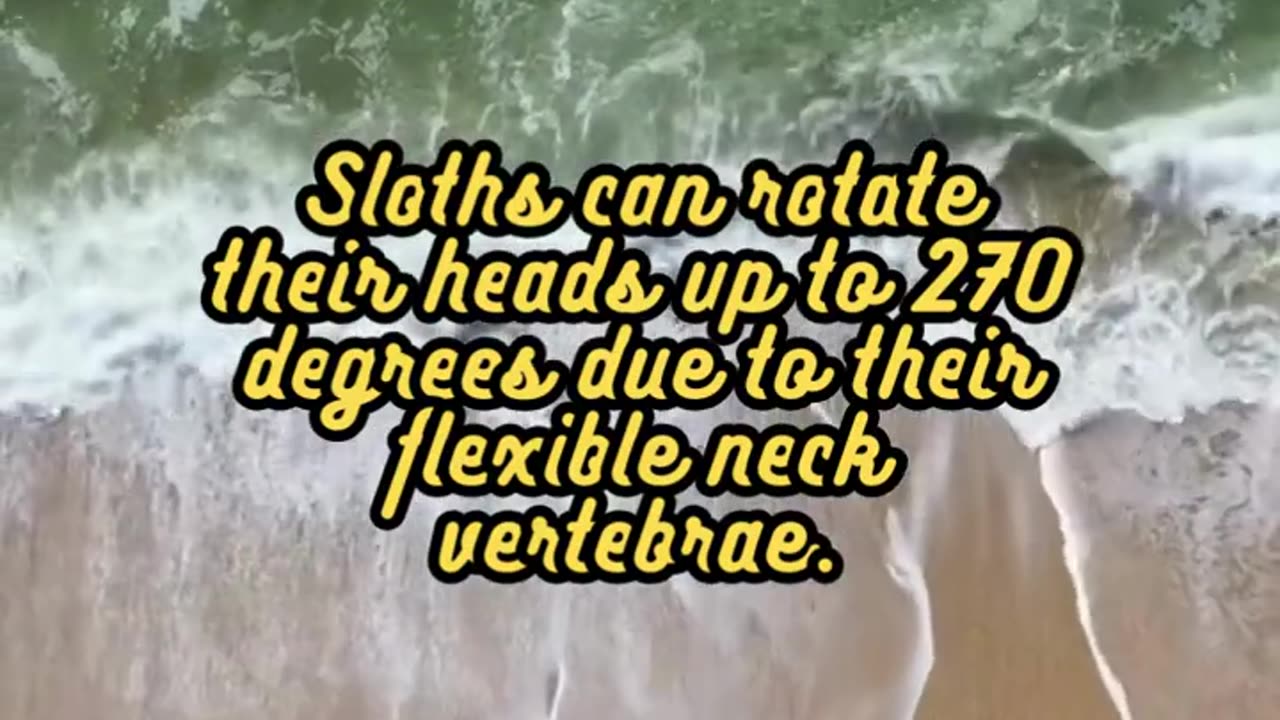 Animal Facts Sloths #shorts