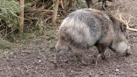 Peccary popular video