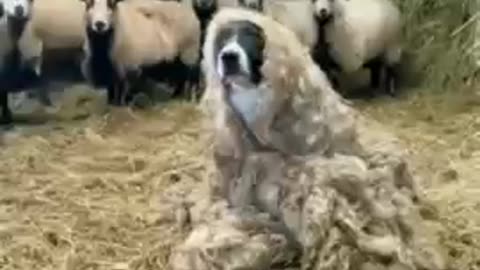 Funny Animal video 2024 Best Dogs And Cats Videos