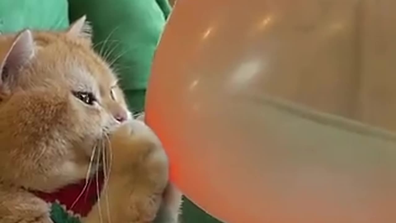 Cat with balloon