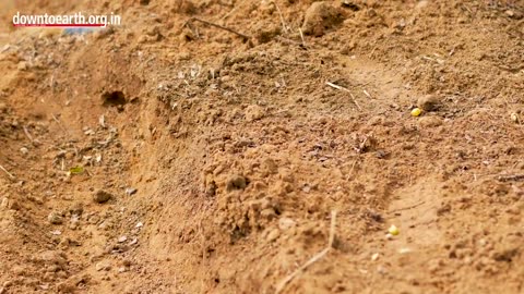 An incredible natural super food forest grown in Auroville, Tamil Nadu, India