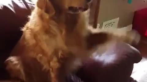 Golden Retriever conoce la diferencia entre la pata izquierda y derecha