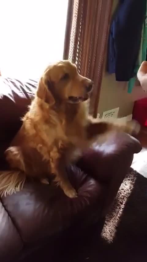 Golden Retriever conoce la diferencia entre la pata izquierda y derecha
