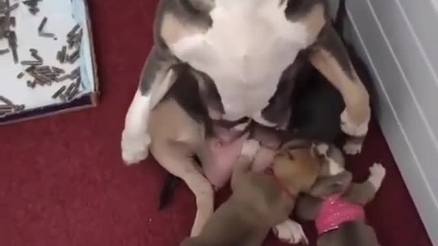 Funny tiktok dog video.