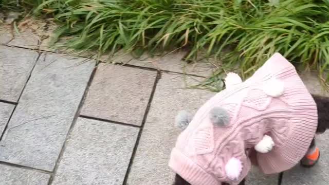 puppy