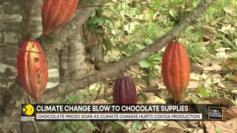 Climate change threatens chocolate supplies | WION Climate Tracker