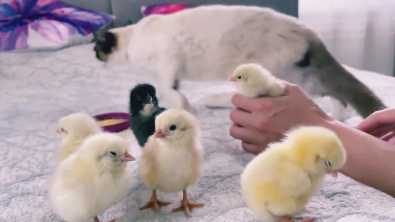 The Funniest Cat Reaction to Baby Chicks [Try Not to Laugh]