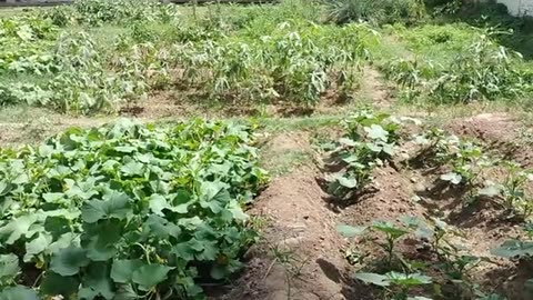 Summer Vegetables | My Kitchen Garden Tour | Kitchen Garden of Noor's Kitchen Planet