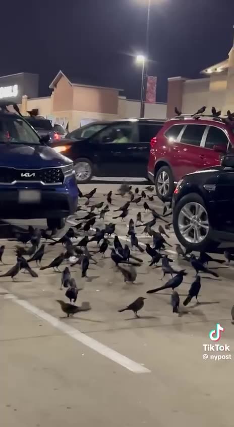 Look At All These Crows Represent Magic Dark Magic like DEATH
