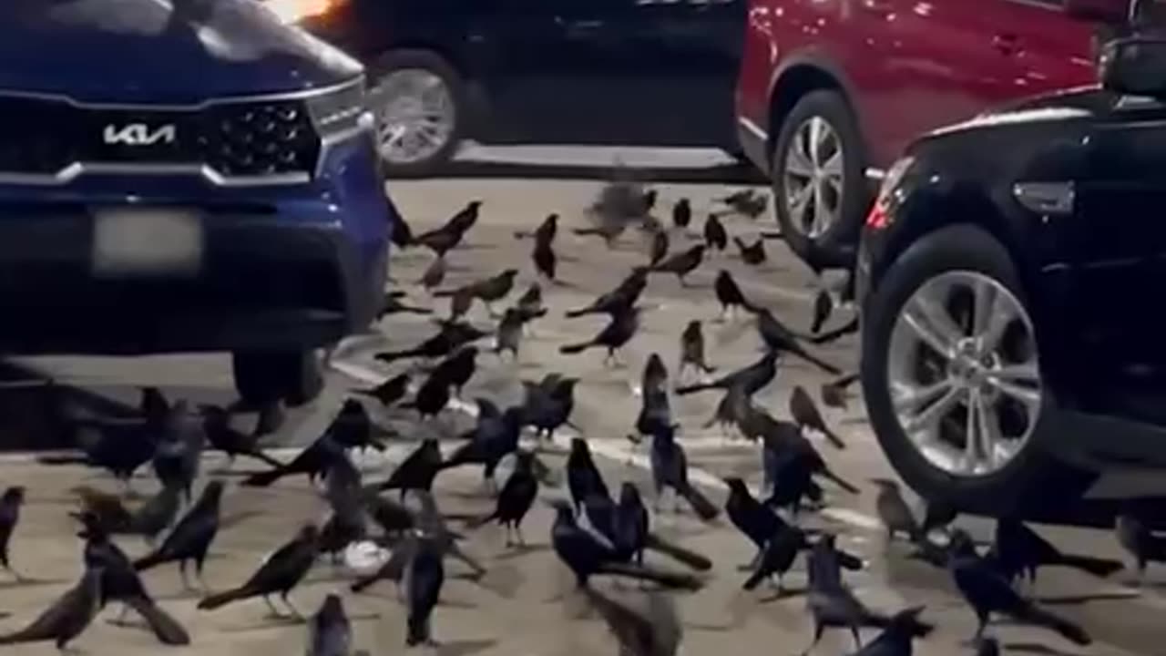 Look At All These Crows Represent Magic Dark Magic like DEATH