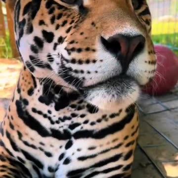 Jaguar ❤️❤️❤️