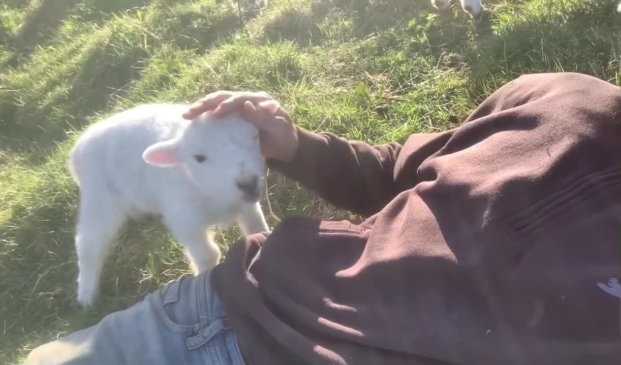 Cute Lamb Needs Attention (Cute)