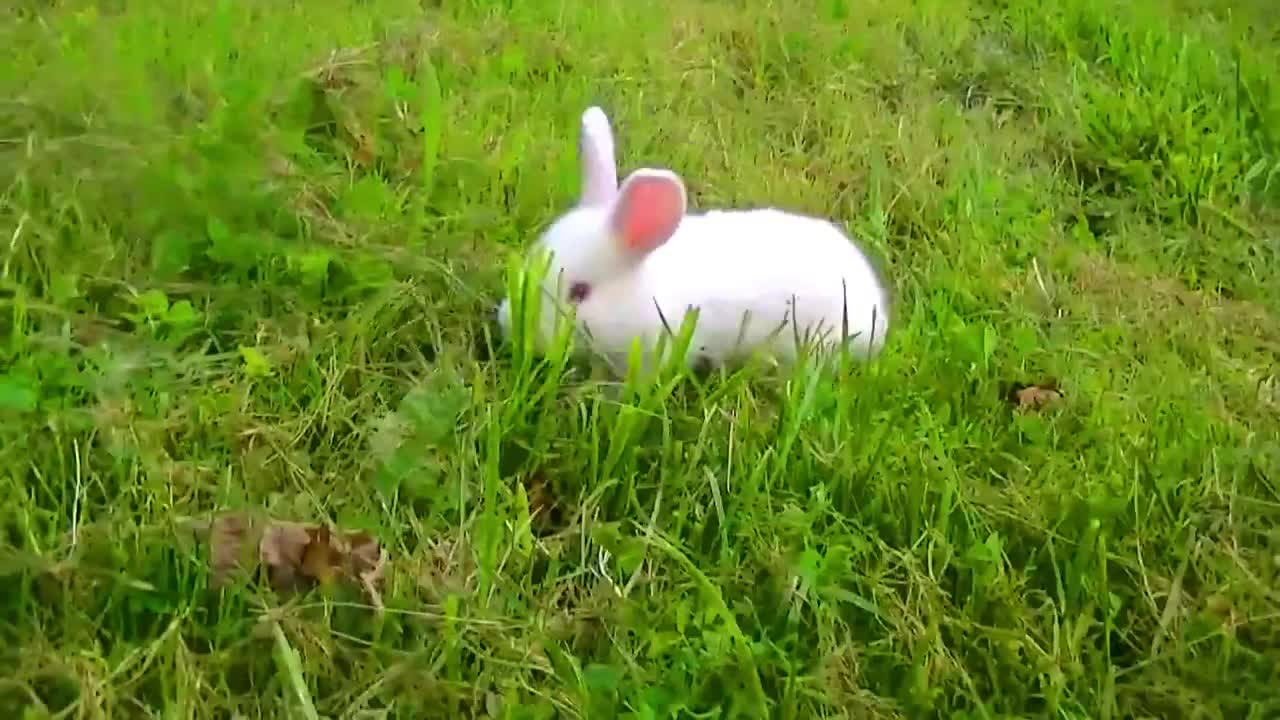 cute little rabbit videos