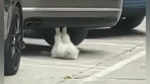 Try not to laugh funny video of cat