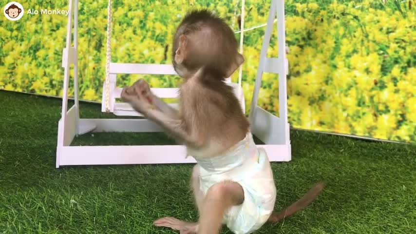 animal home baby monkey