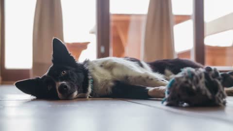 Dog on floor laying and head fall on wood