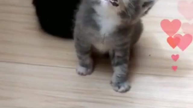 cute kitten can't stand,sleep and ...