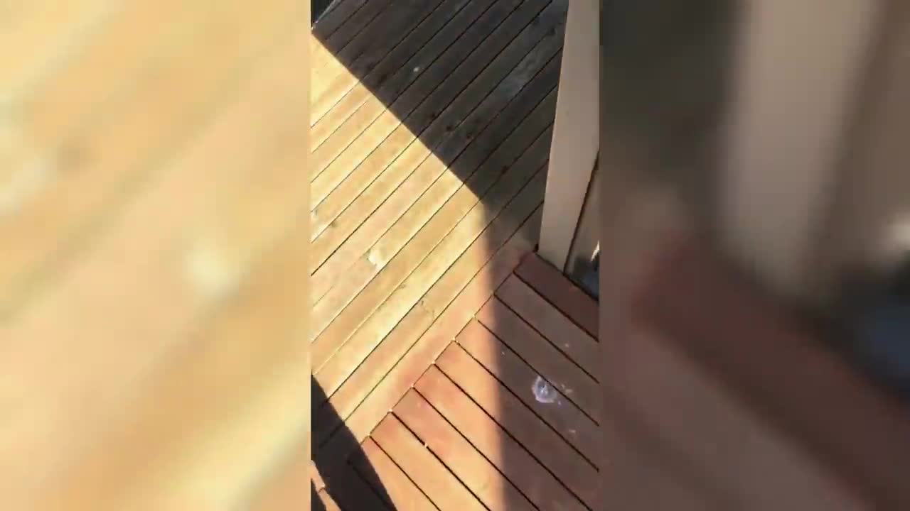 🚨 This Video Will Make You LAUGH [99.8% GUARANTEED] 🙀🐶 Best Funny Animals of the Moment