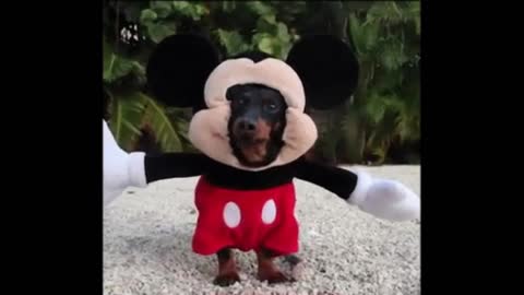 Gif video of dog with mickey costume