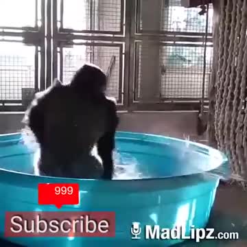 Gorilla Dance on Hindi song