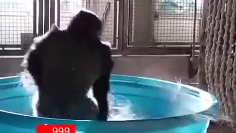 Gorilla Dance on Hindi song