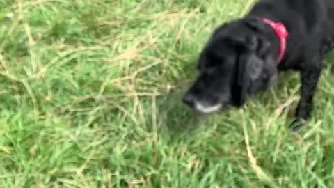 She’s got it, yeah baby she’s got it! Dog shakes off after river paddle in hilarious slow mo video