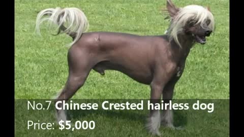 Most Expensive DogS