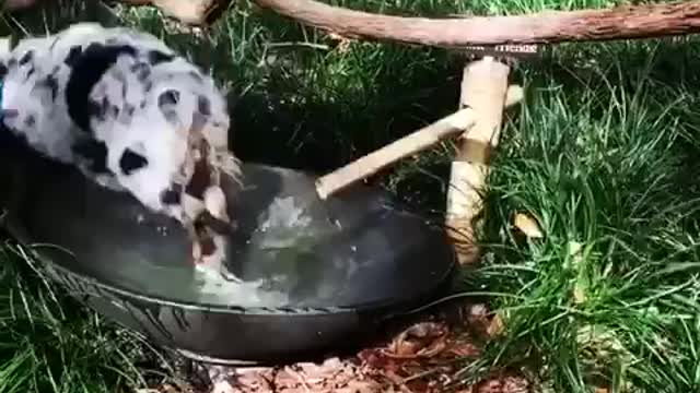 Small spotted puppy runs to outside water bowl and plays in it