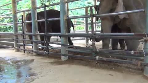 Baby Elephant Bath Time Part2 - ElephantNews