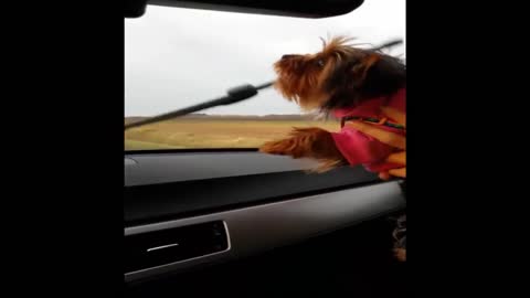 Best of the best: Funny Yorkie Compilation