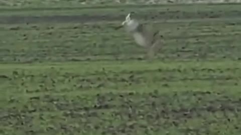 The hare dodged an air attack