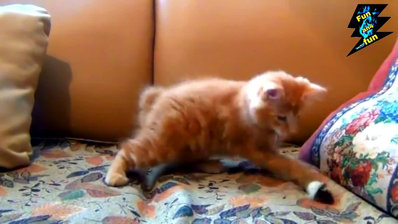 Watch the little cat playing with the mouse