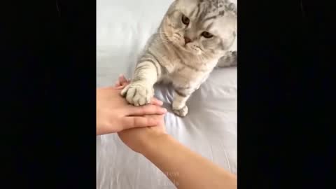 Funny animals [] Try not to laugh compilation 30