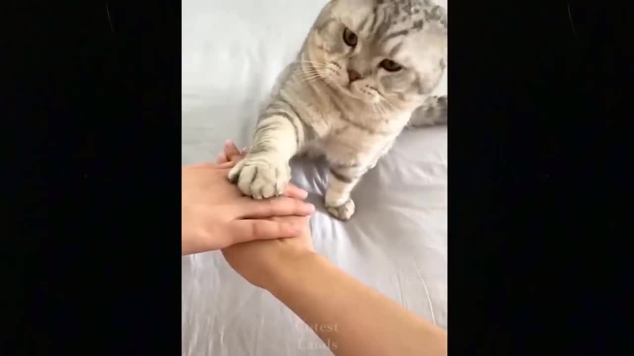Funny animals [] Try not to laugh compilation 30