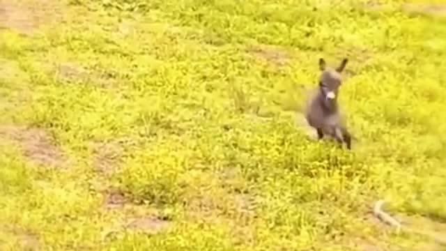 Beautiful animal babie #cuteanimals #donkey #ranchlife #fyp #shortevidoes