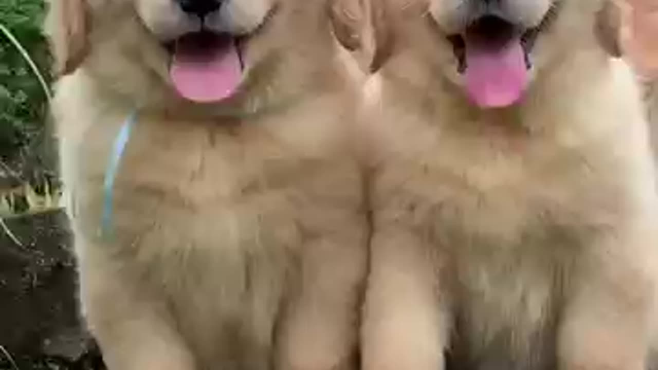 Fluffiest_Golden_retriever_Puppies