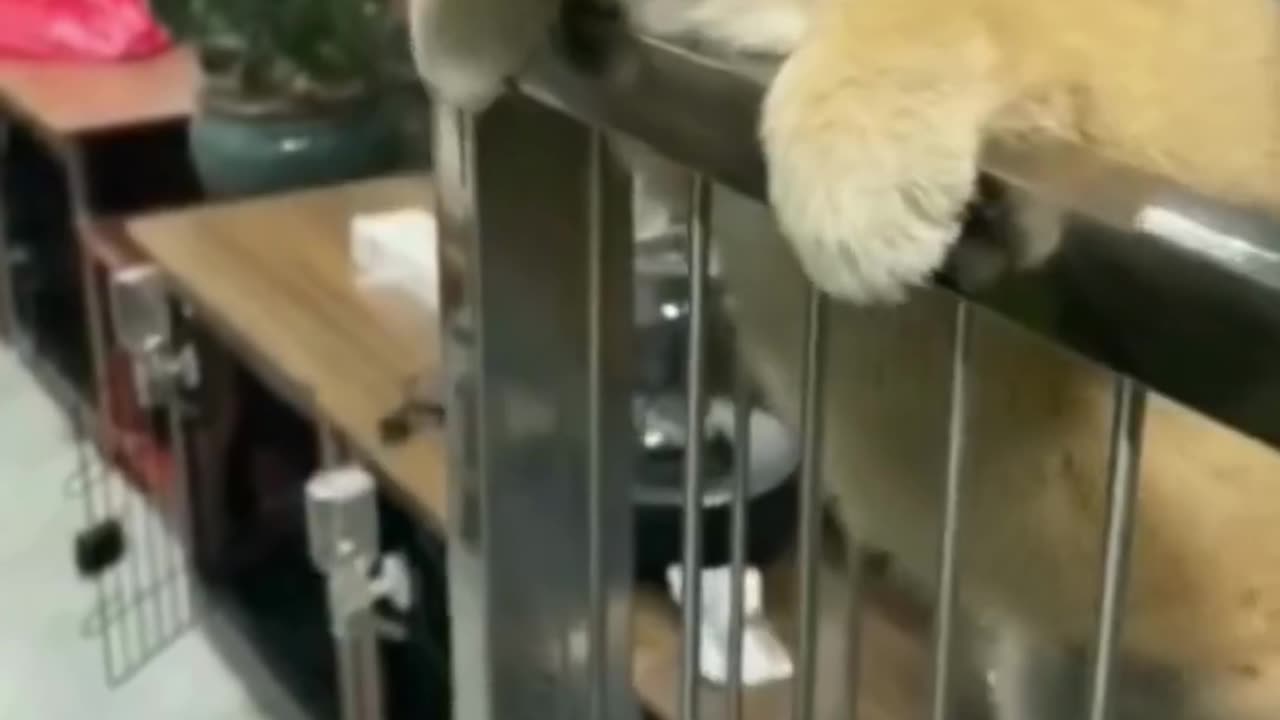 Funny animal compilation