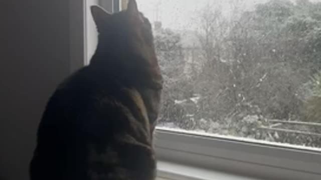 Cat Watches Snow Fall