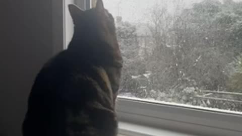 Cat Watches Snow Fall