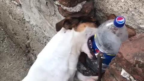 Dog is playing with bottle