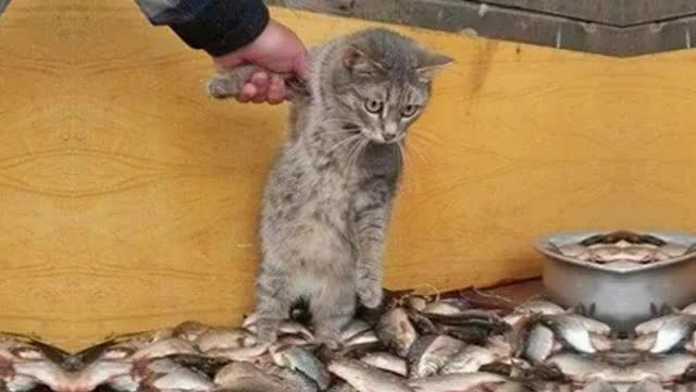 Cute and funny cats that will make you laugh your head off