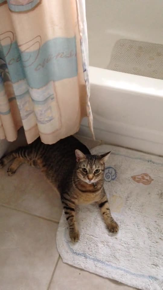 Circus cat flips professionally