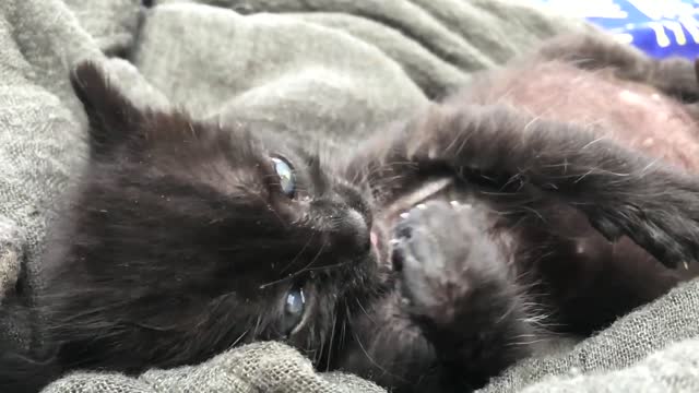 A newborn kitten licks its paw