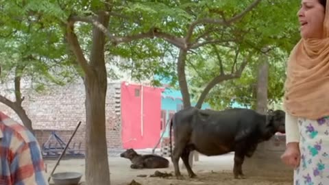 Punjabi