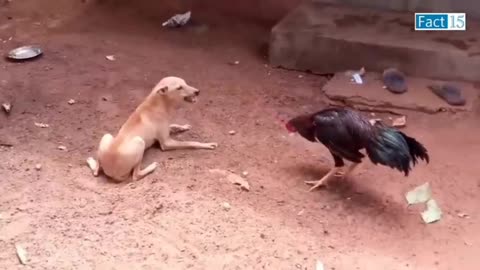 Animal funny moments