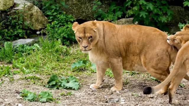 Two lions are playing.