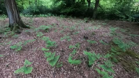 Walking a small woodland. Historical site