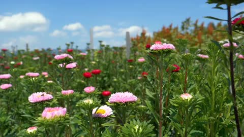 Flowers video footage