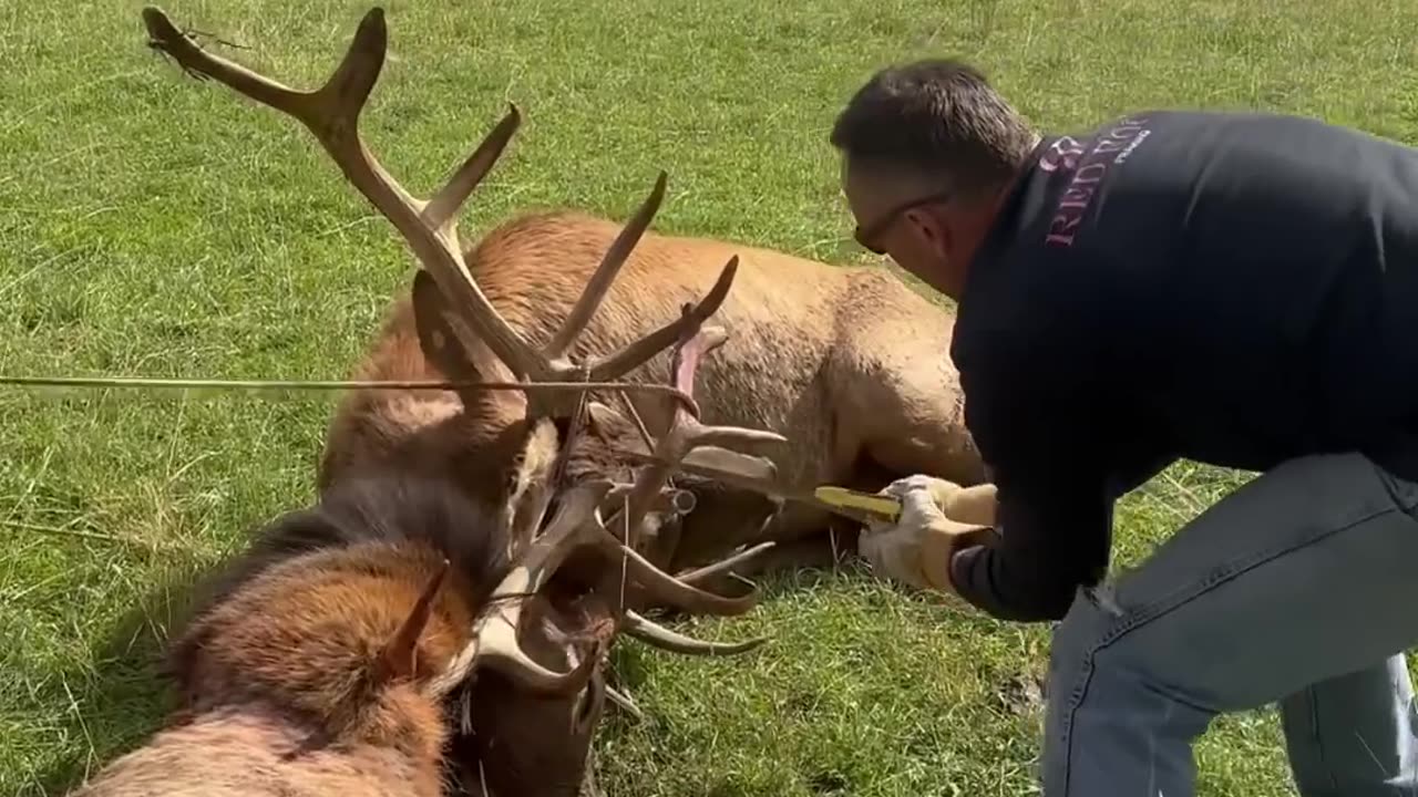 Trying to cut the elk free